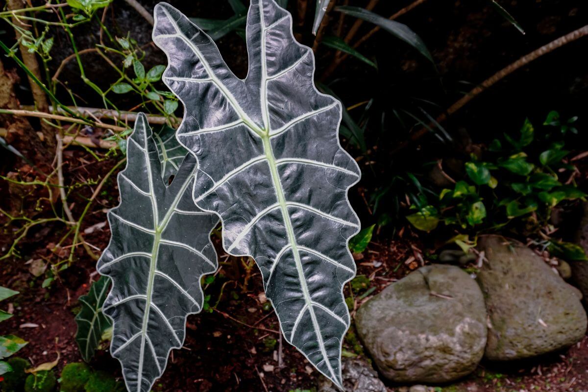 The Alocasia plant, with its large, arrow-shaped leaves adorned with striking white patterns.