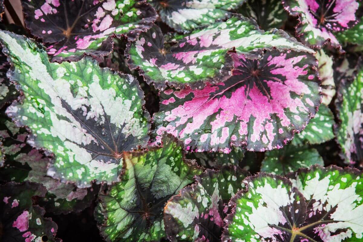 The Rex Begonia plant features large ornamental leaves with splashes of color, perfect for any garden.