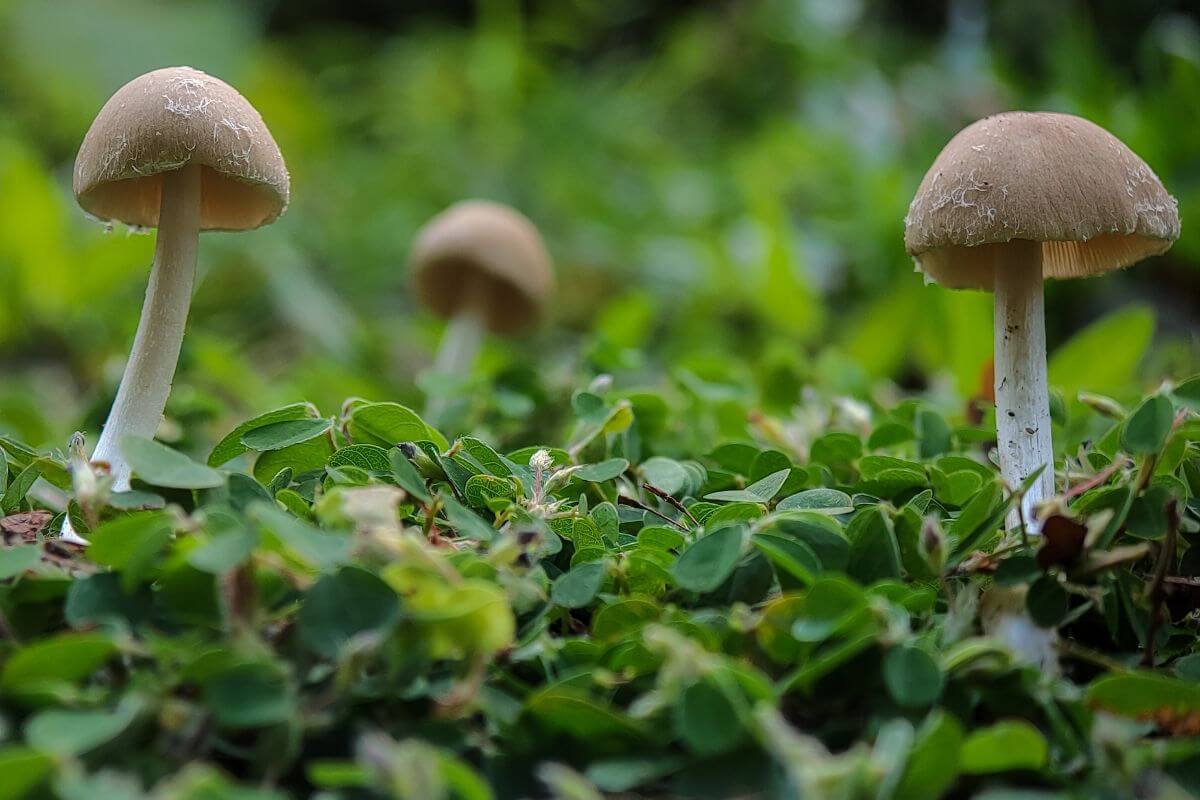 Three mushrooms with light brown caps and white stems are growing among the green ground cover plants. 