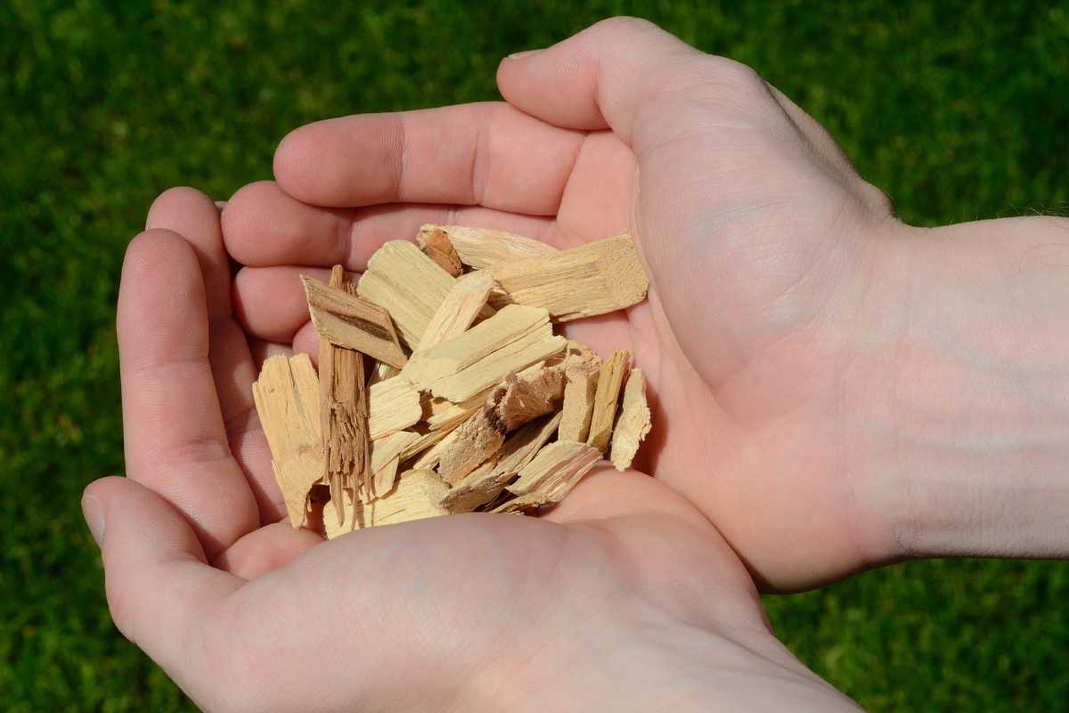 Two hands cupped together holding a small pile of light-colored wood chips, for compost cat litter. 