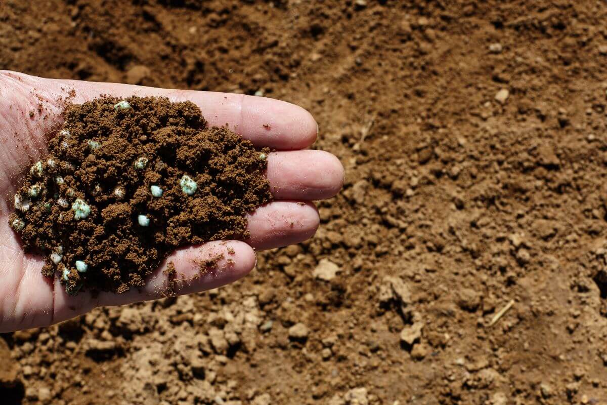 Hand holding a small pile of soil mixed with fertilizer.