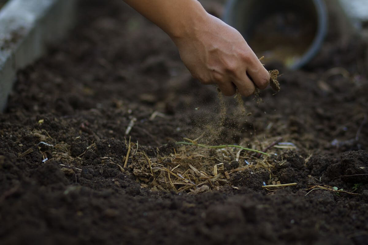 A hand lightly sifts compost onto a garden bed, preparing it for planting.