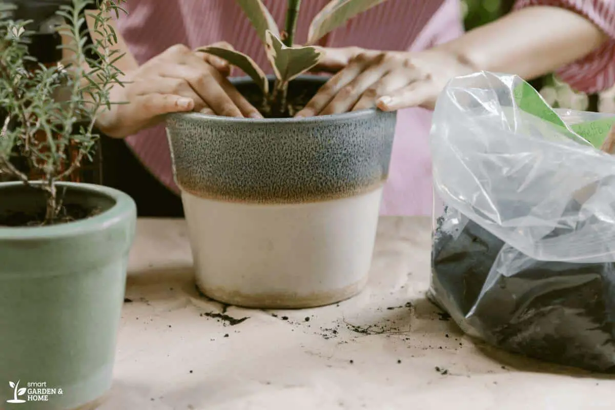 Adding Soil to Potted Plants