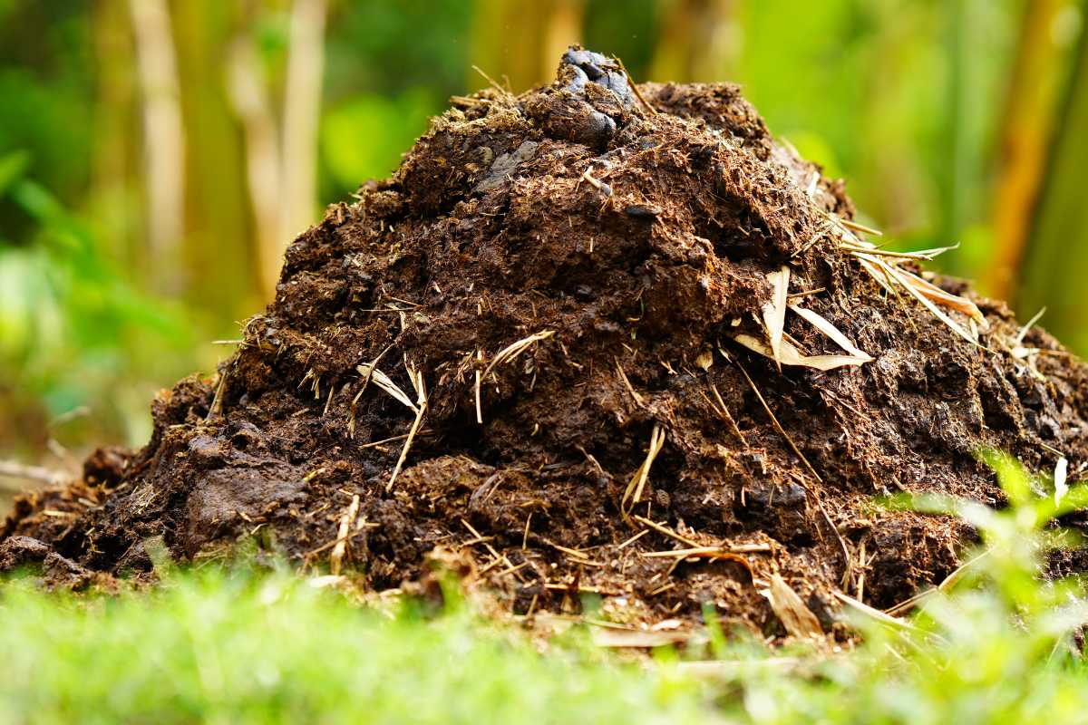 A large pile of cow manure with visible organic material such as straw and small twigs. 