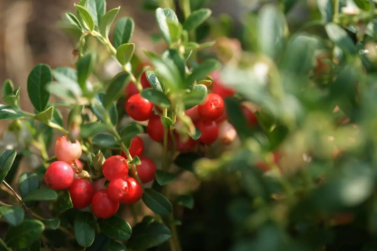 Bright red cranberries clustered among green foliage. The leaves are shiny and oval-shaped, and the berries appear ripe. 