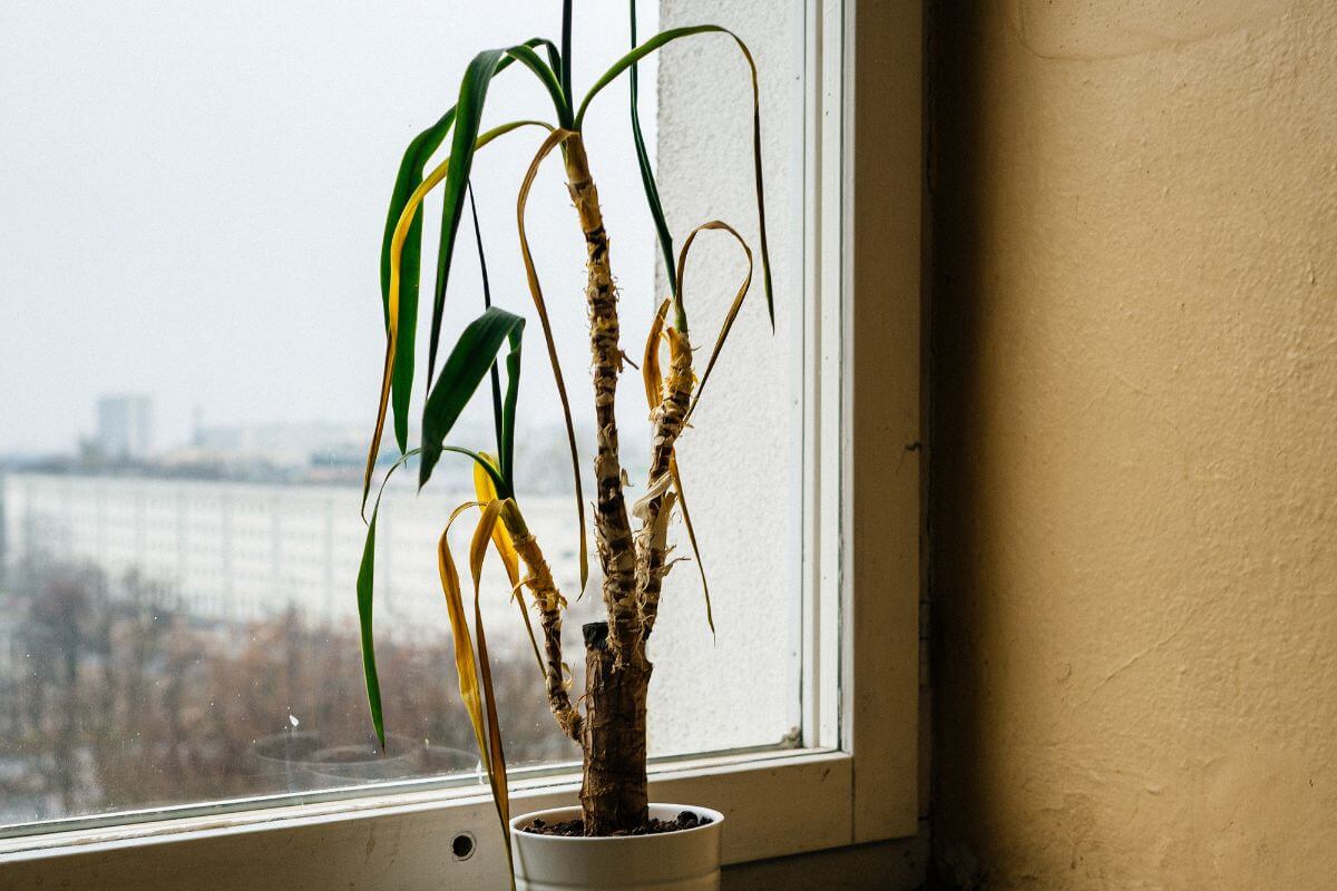 A dying indoor palm tree with long, narrow leaves, some of which are yellowing, sits on a windowsill.