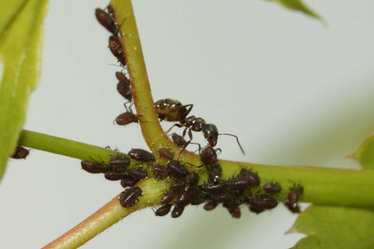 A green plant stem covered in small, dark brown aphids. 