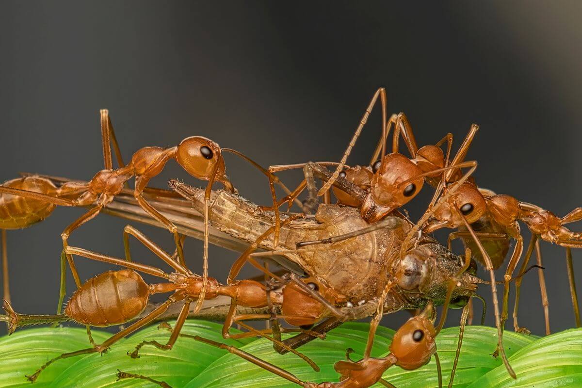 Several red ants on potato plants swarming a large brown grasshopper on a green leaf. 