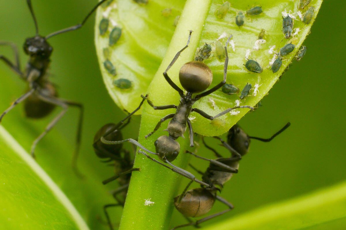 Several black ants tending to small green aphids on a leaf stem.