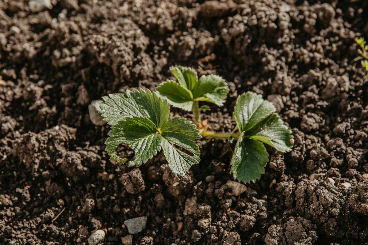 A small green strawberry plant with several leaves, growing in rich, brown soil. 