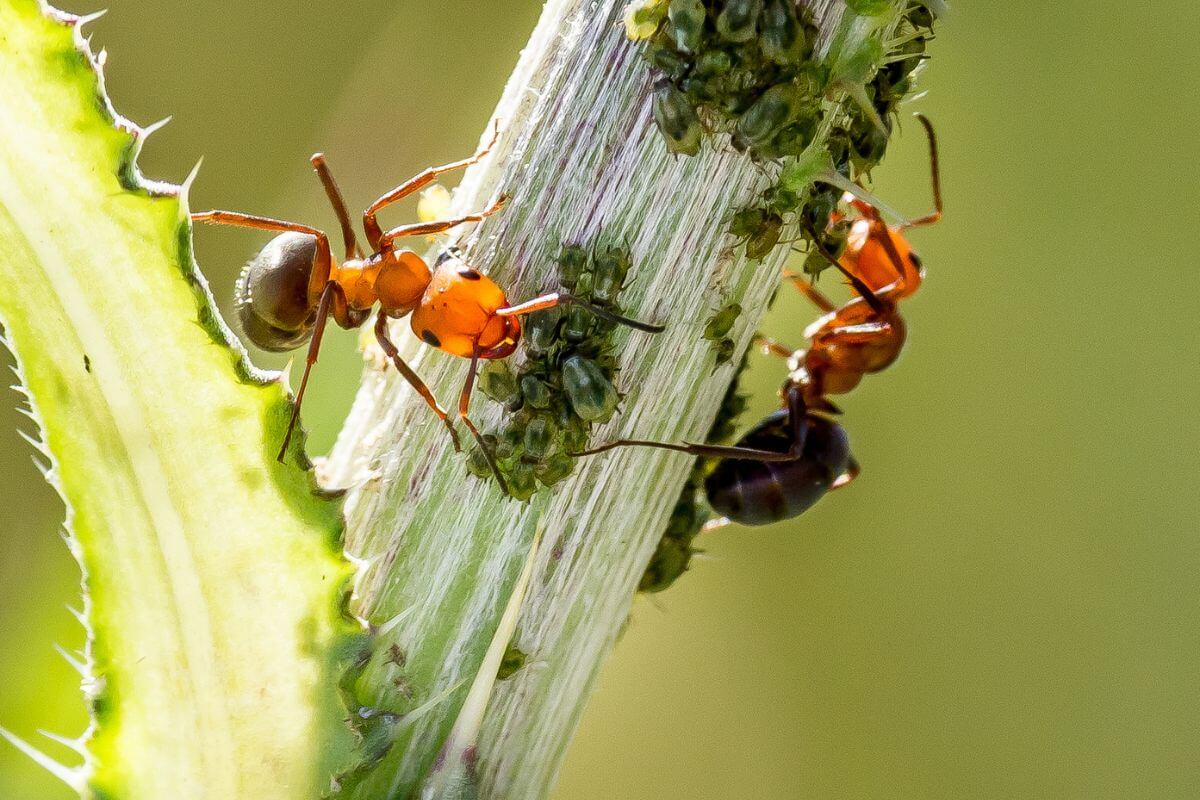 Close-up of two red ants on a green plant stem, interacting with a cluster of small green aphids.