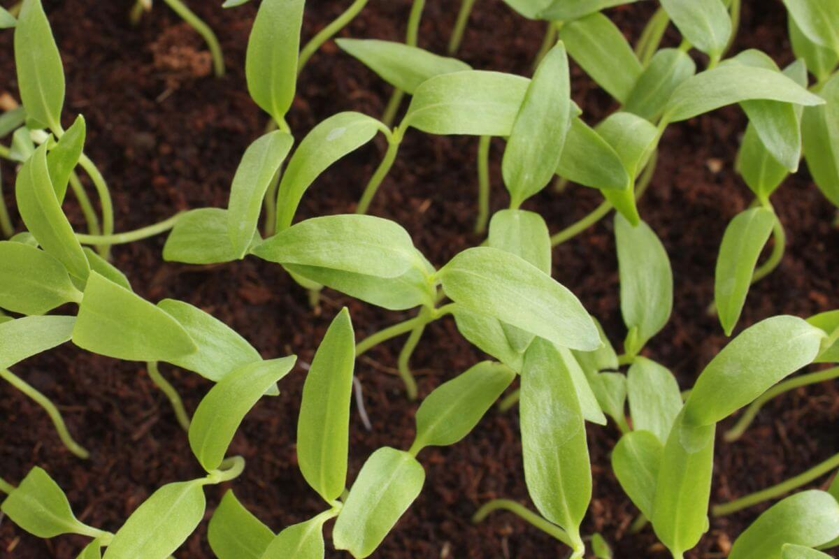 Numerous green pepper seedlings with elongated leaves sprouting from dark brown soil.