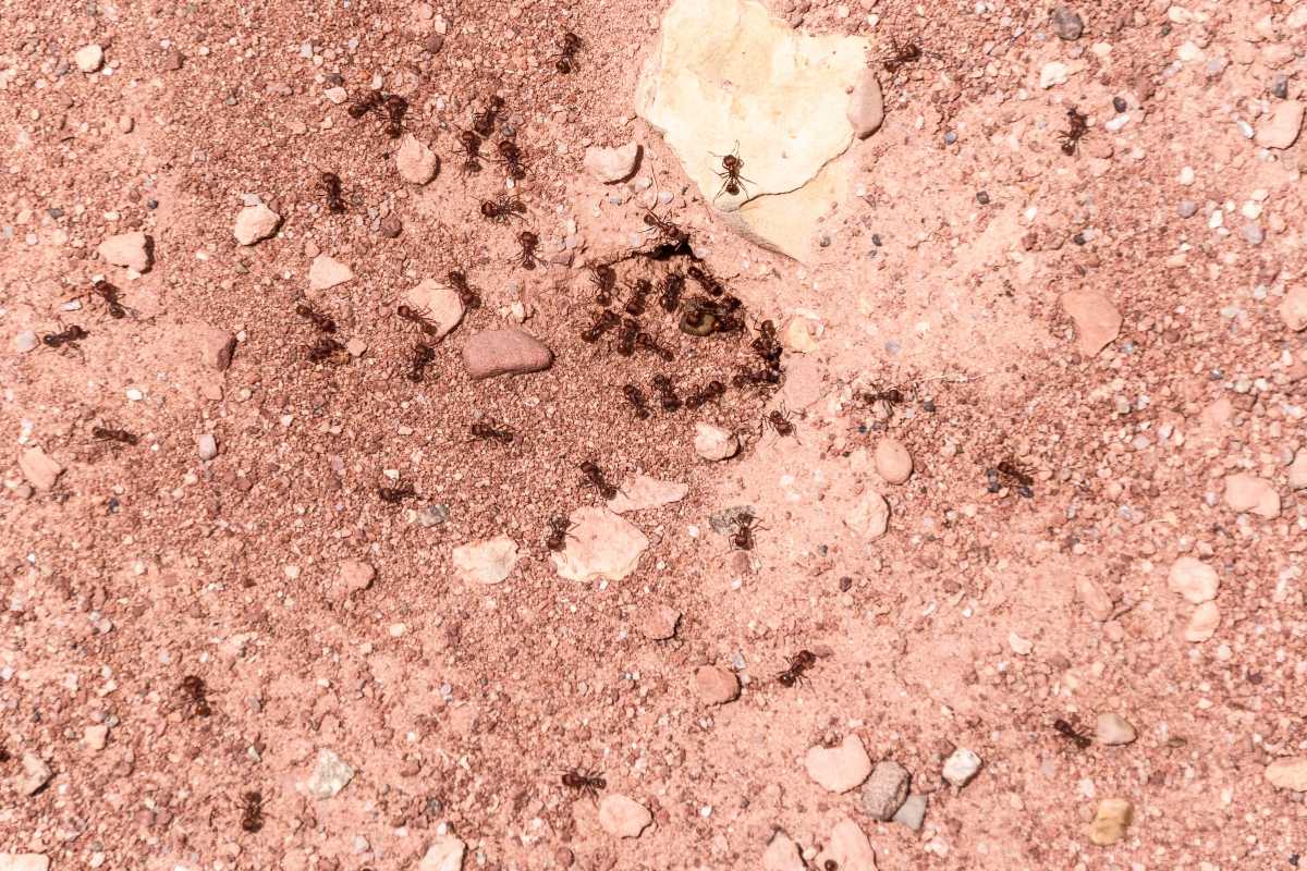 A group of ants is seen on a patch of reddish-brown dirt, near and around a small hole in the ground. 