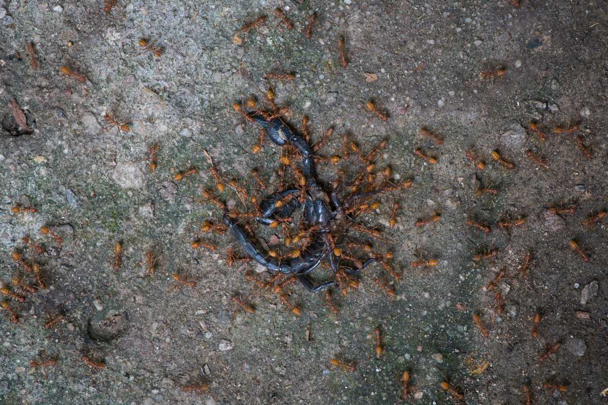 A horde of red ants swarming in a scorpion on a rough ground surface.