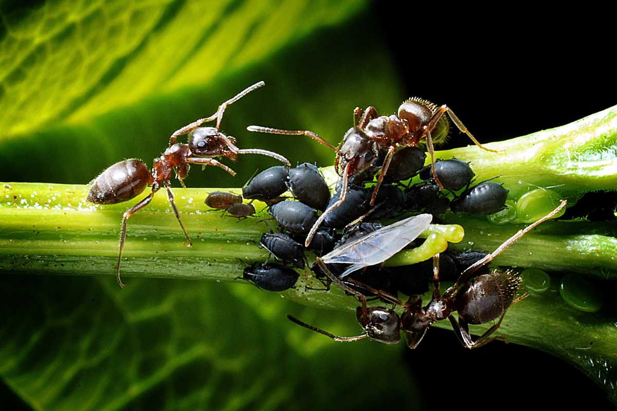 Ants tending to a cluster of aphids on a green plant stem. 