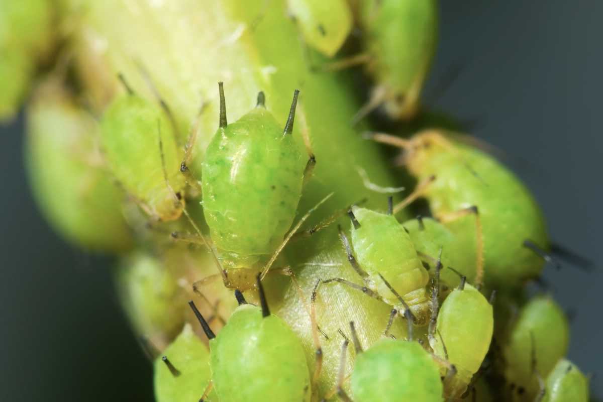 Close-up image of multiple green aphids clustered on a plant stem. 