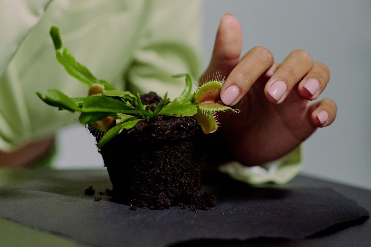 A hand with manicured fingernails gently touches a Venus flytrap plant in a small pot.