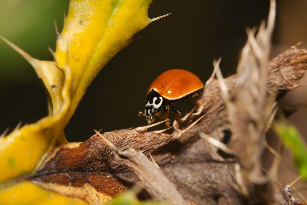 An orange asian ladybug perched on a thorny branch. The background is blurred.