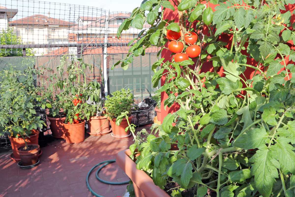 A rooftop garden with several potted plants, including tomato plants heavy with ripe red tomatoes. The area is enclosed with wire fencing and a hose is coiled on the tiled floor.