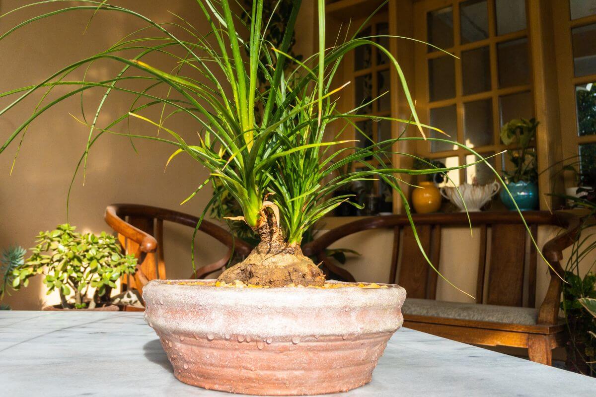 A potted ponytail palm with long, thin, arching green leaves sits on a marble table in a well-lit room.