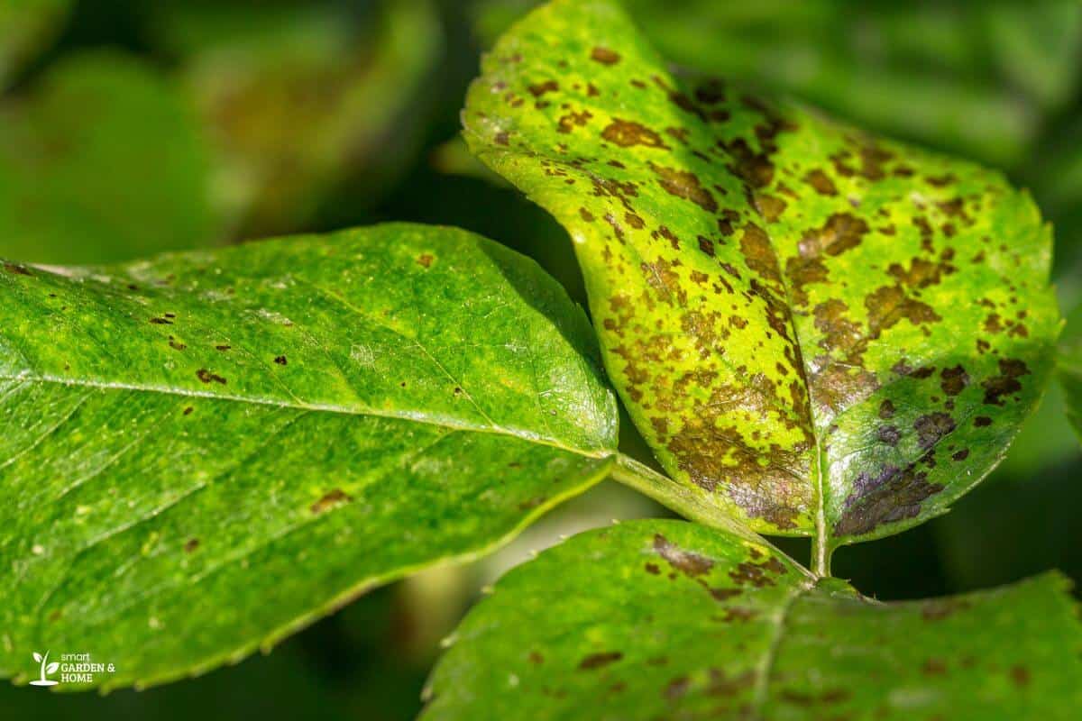 Bacterial Leaf Spot