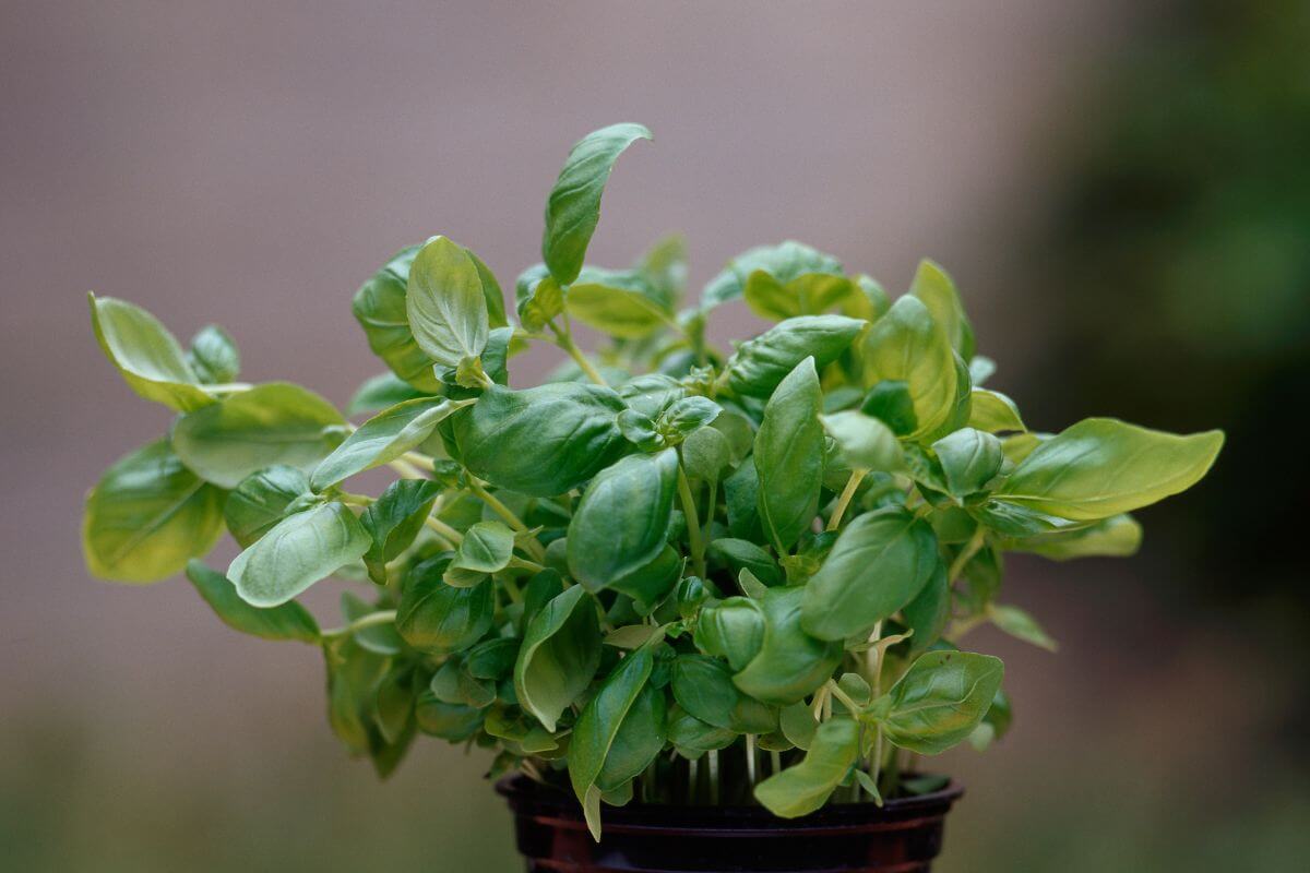 A close-up shot of a basil plant with vibrant green leaves, growing in a small black pot.