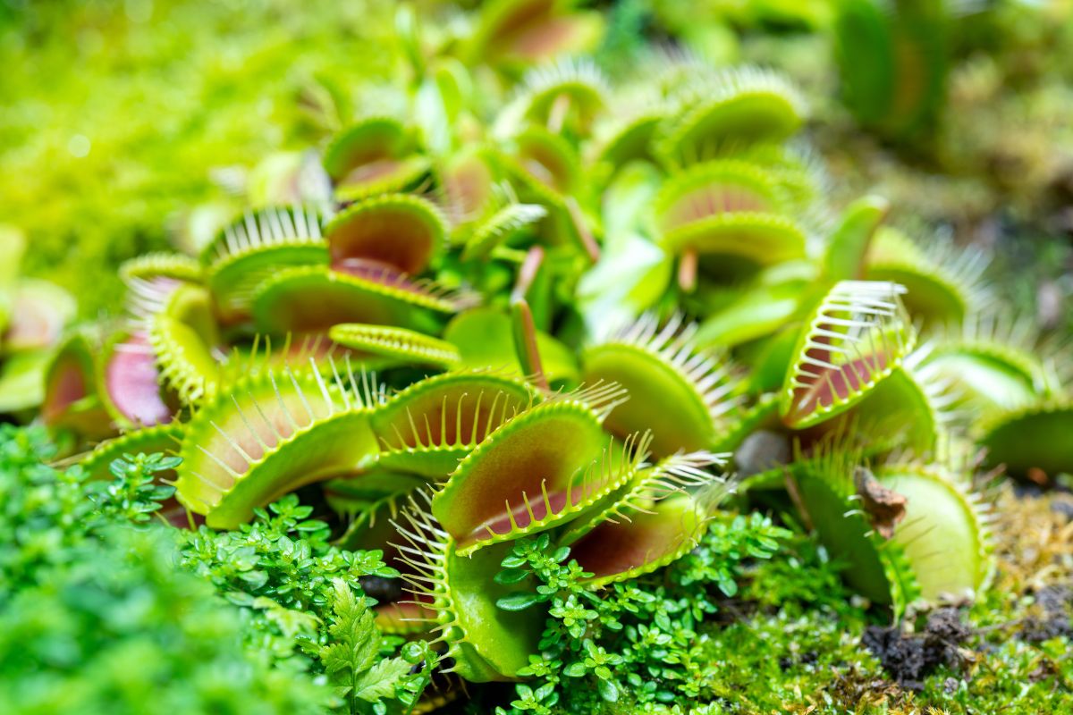 Close-up of several Venus flytraps growing amidst lush green moss, bathed in gentle light.