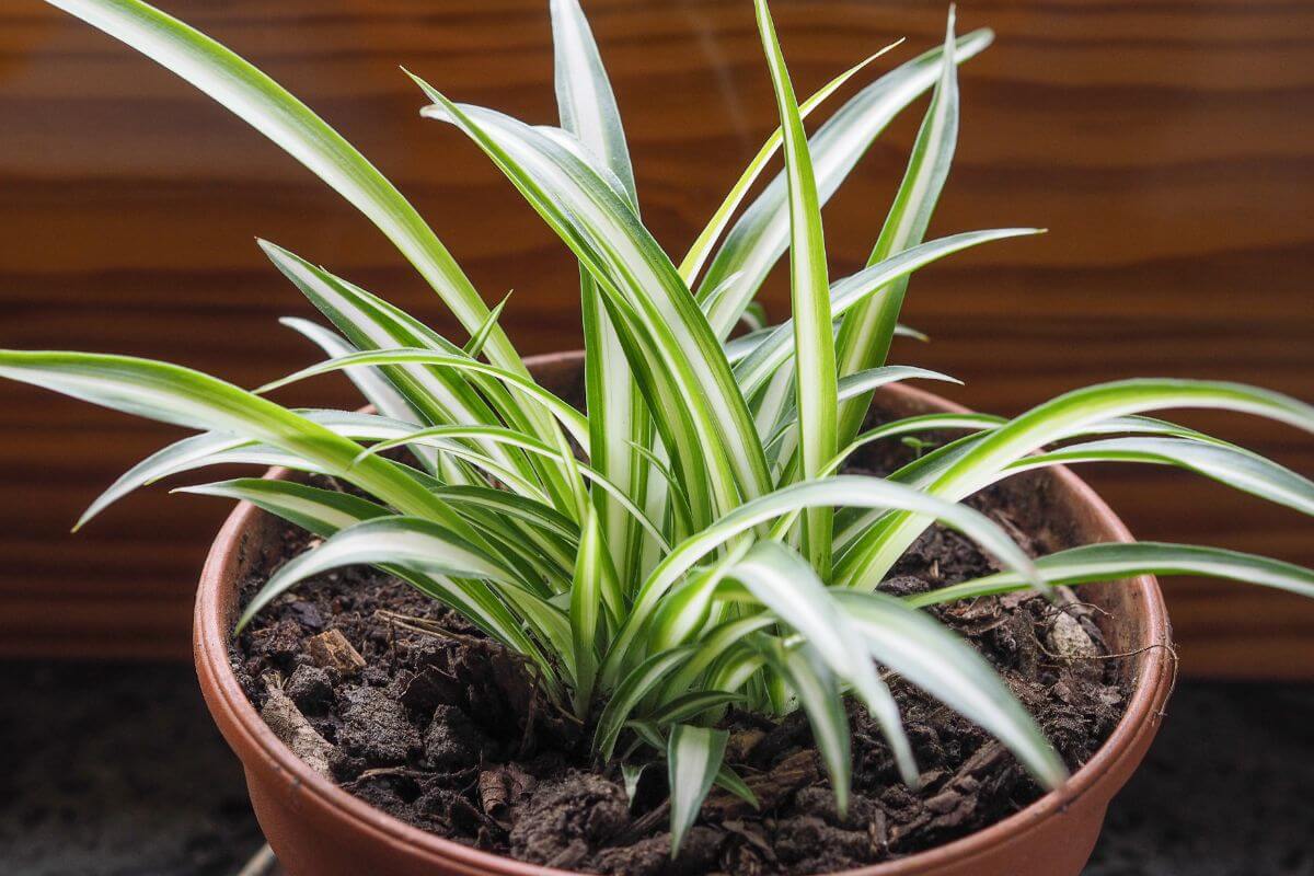 A close-up image of a spider plant in a brown pot.