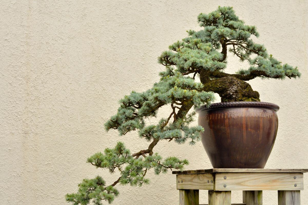 A cedar bonsai tree with dense green foliage and a twisting trunk sits in a large, round, brown pot on a wooden stand.