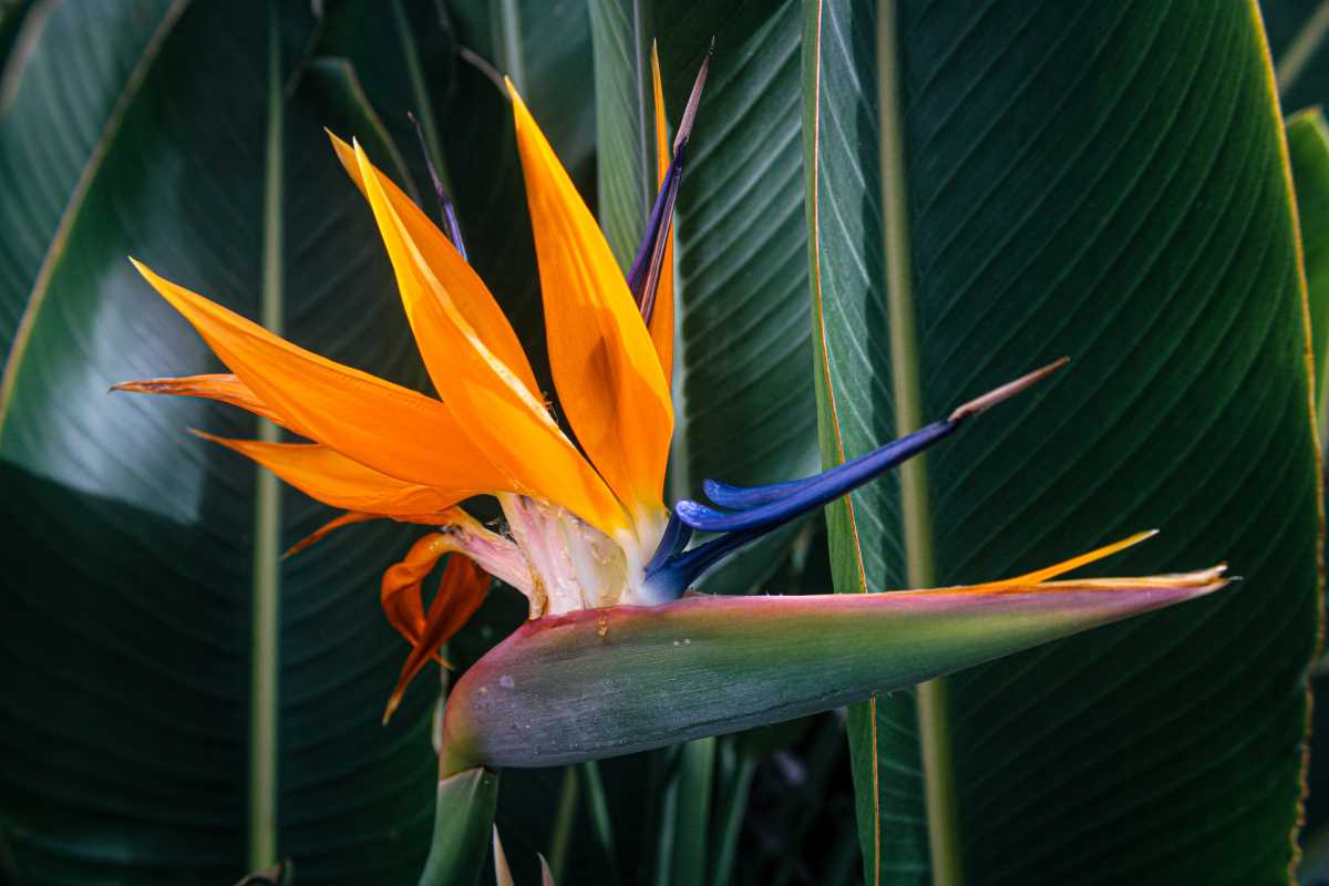 A Bird of Paradise flower against a background of large, green leaves. The flower has vivid orange petals and a distinctive blue tongue-like structure extending from its center.