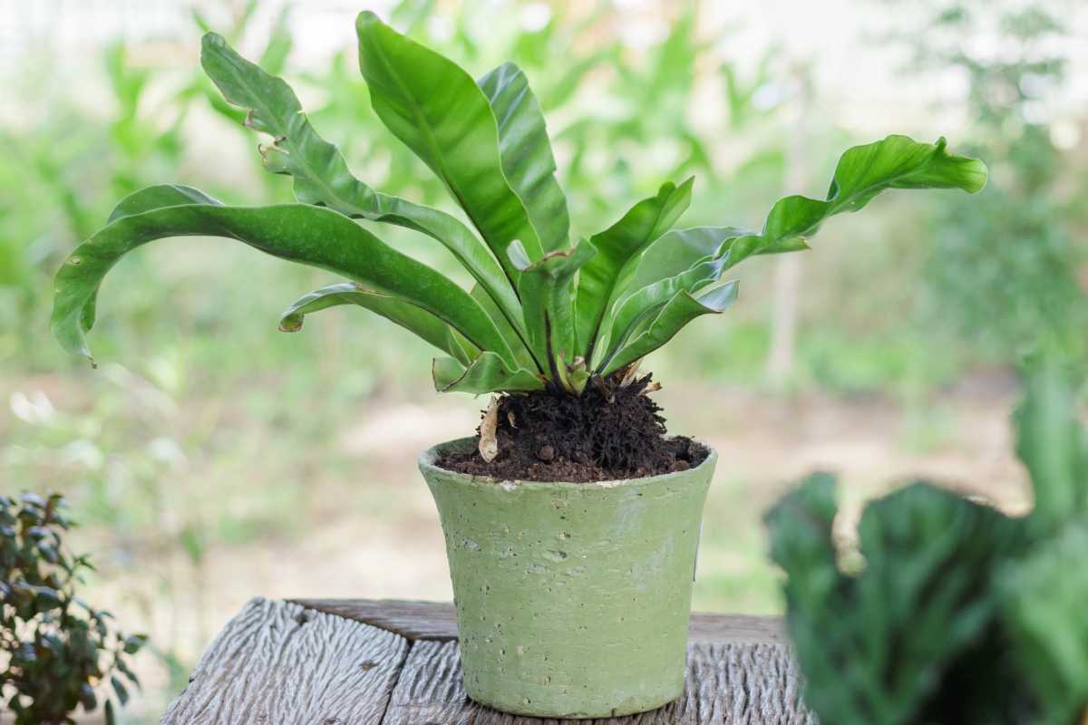 A green bird's nest potted plant with long, wavy leaves sits on a wooden surface with a blurred outdoor background. 