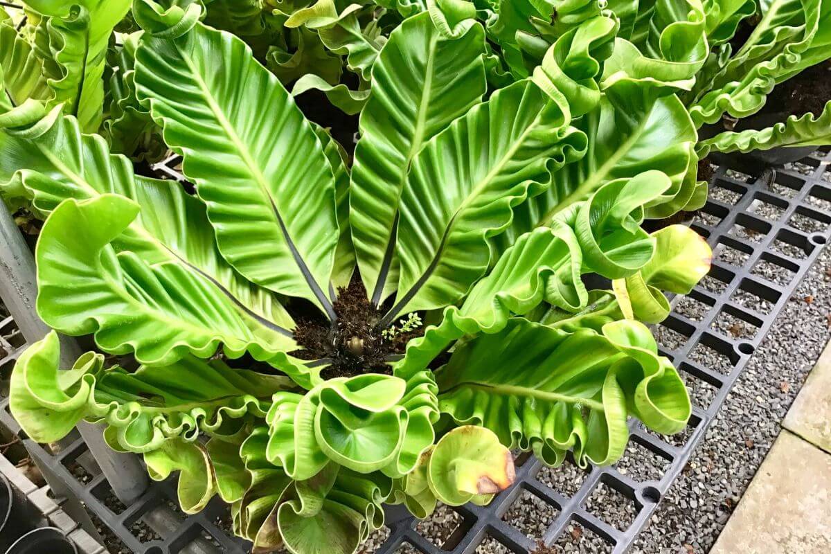 A close-up of a healthy green bird's nest fern with large, ruffled leaves that have pronounced veins.