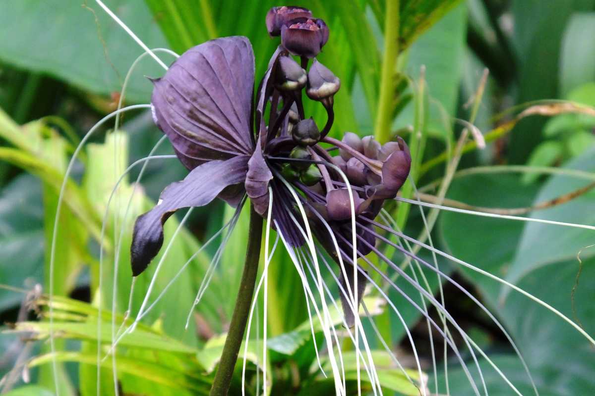 A bat flower with dark purple petals, long white whisker-like appendages, and clusters of small buds. 