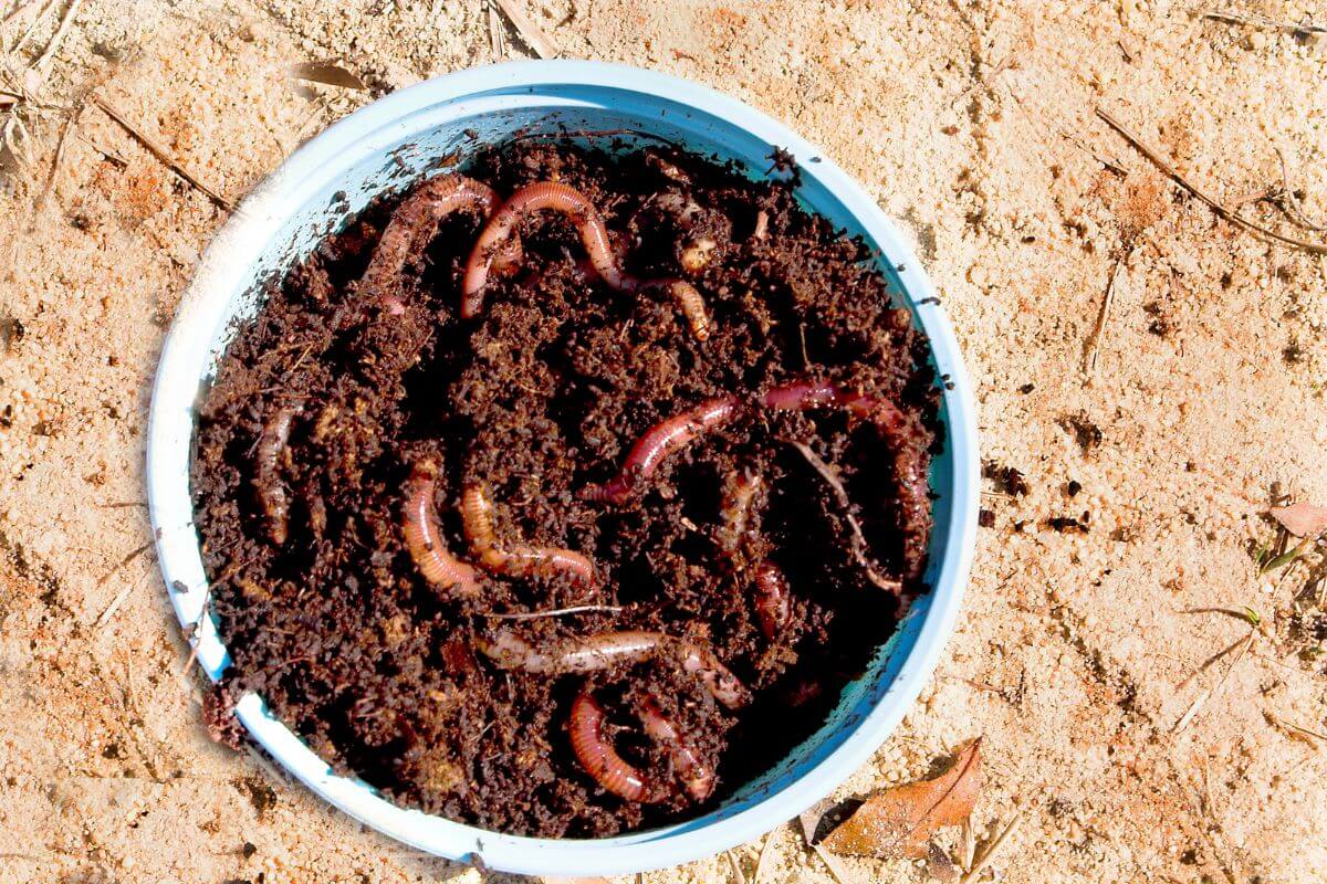 A blue bowl filled with dark, rich soil and several wriggling bloodworms sits on a sandy surface.