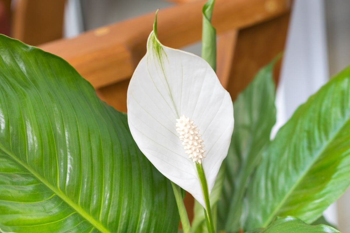 Close-up image of a peace lily in bloom, featuring a central white spadix surrounded by a smooth white spathe.