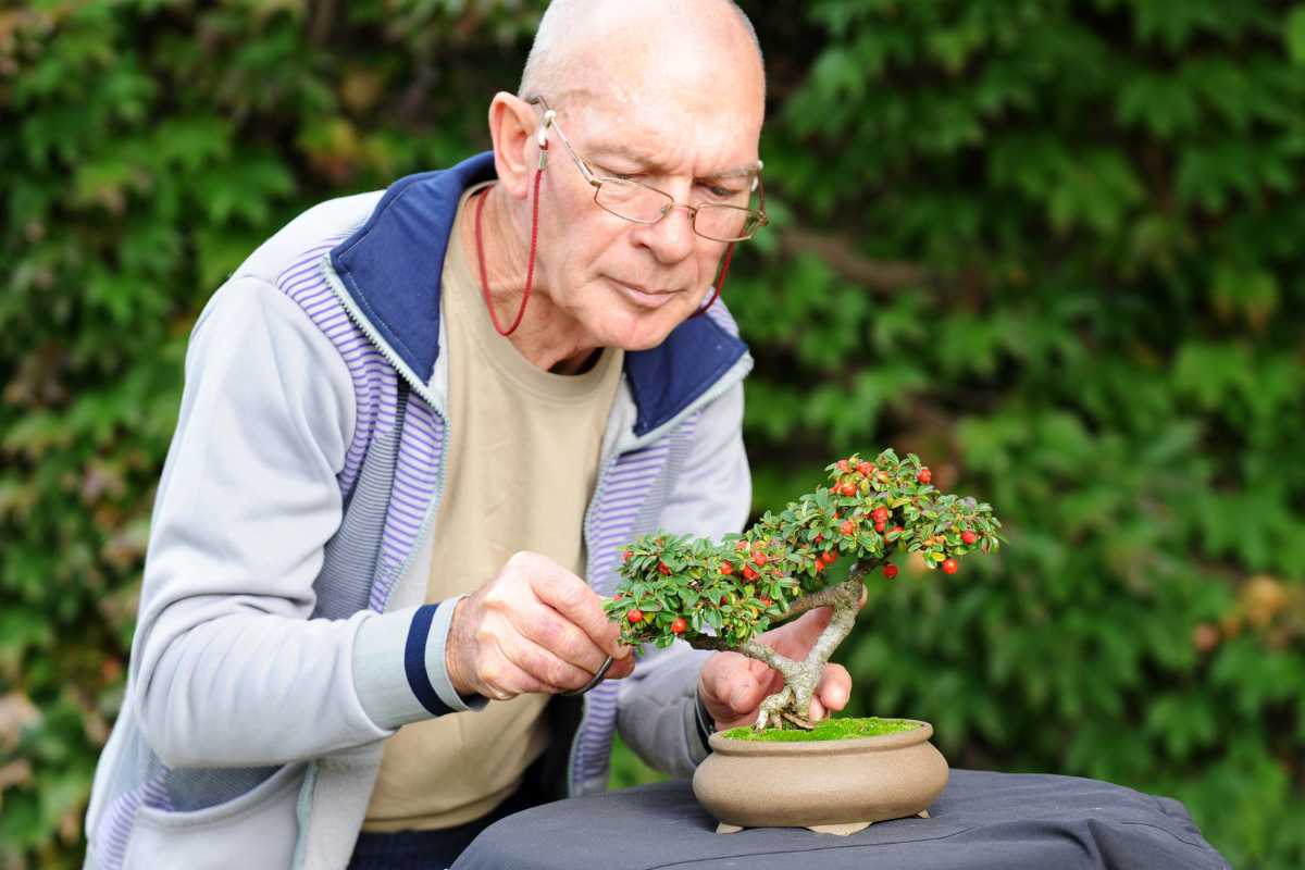 A gardener carefully tends to his bonsai to ensure it grows and looks perfect.

