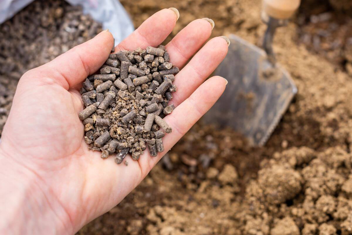 A bonsai gardener holds a pile of pellet fertilizers in her palm, ready to place them on her bonsais