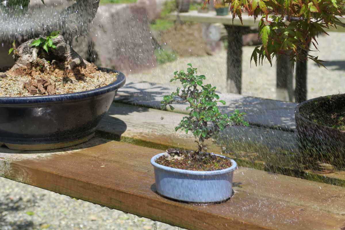 A small bonsai tree in a blue pot on a wooden surface, being watered with a gentle spray. Sunlight illuminates the scene, highlighting the droplets of water as they seep into the bonsai soil.