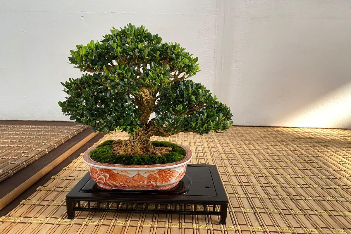 A meticulously pruned bonsai tree with lush green foliage in a decorative ceramic pot, placed on a black stand.