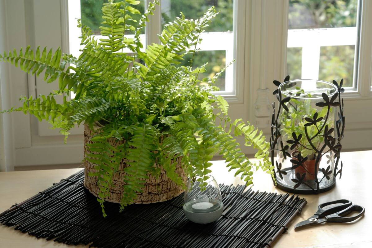 A bright room with a window showcases a Boston fern in a woven basket placed on a mat. Next to it is a candle in a glass container with a decorative metal overlay, and a pair of scissors resting nearby.