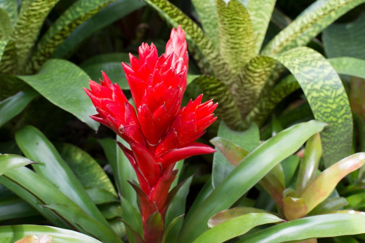 A vibrant red bromeliad flower with layered, spiky petals stands tall among glossy green leaves and other tropical foliage in the background. 