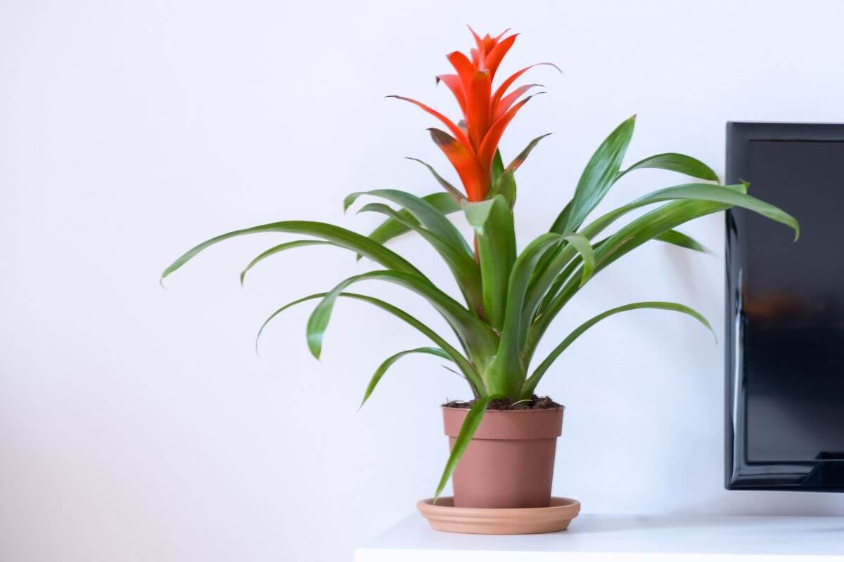 A vibrant bromeliad, known for being an excellent air purifying plant, boasts long green leaves and a bright orange bloom, housed in a terracotta pot. 