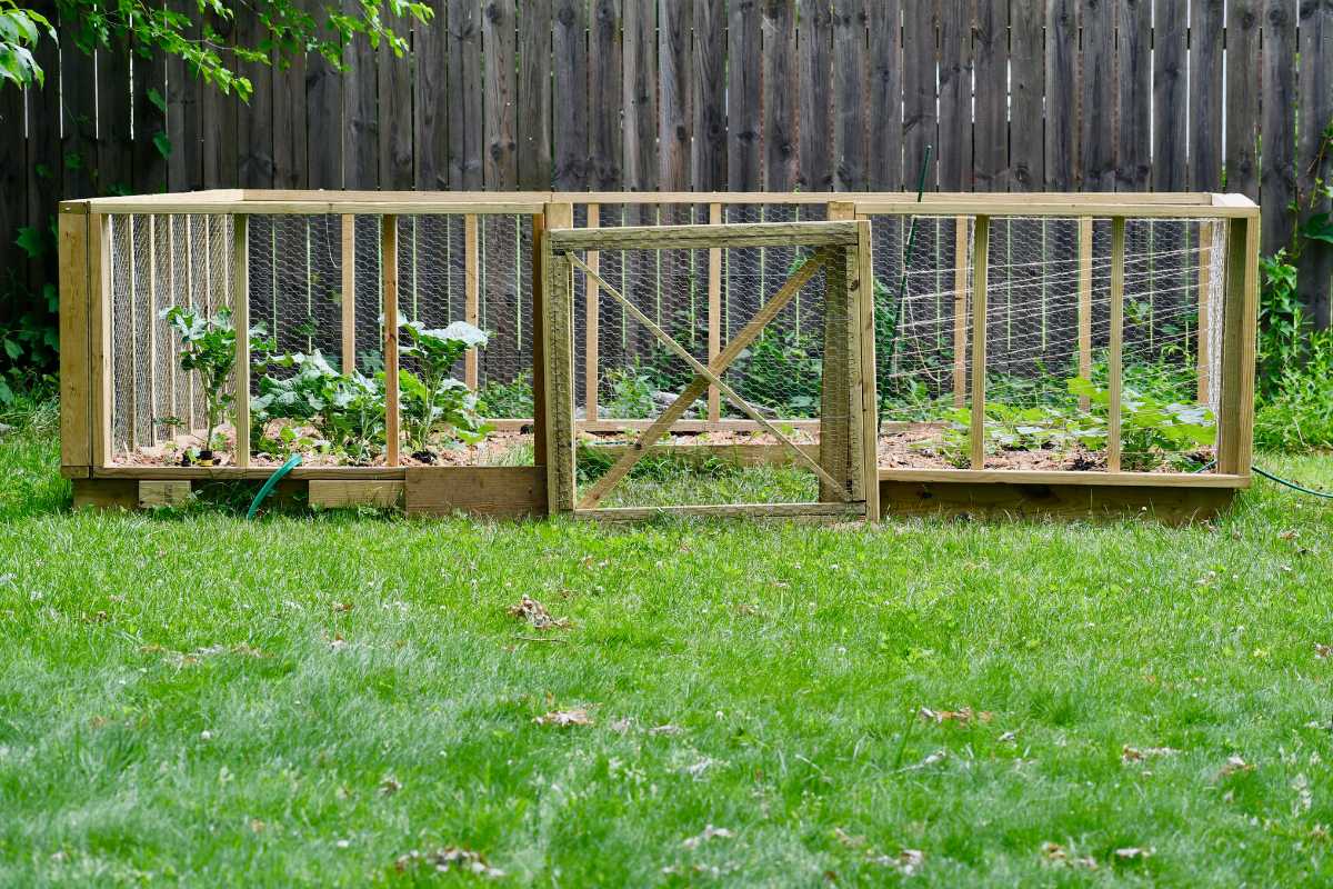 A backyard garden enclosed with a wooden and wire mesh fence offers an effective way to keep rats out of the vegetable garden.