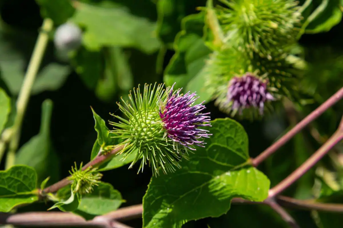 A thistle, one of the edible plants, in bloom with the main blossom having spiky green bracts surrounding a vibrant purple flower.