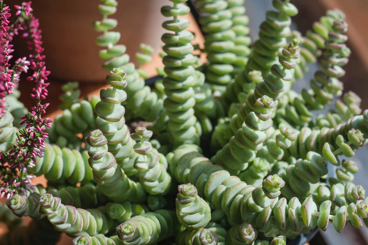 Close-up of a crassula perforata plant with tightly coiled, spiral green leaves, resembling stacked disks.