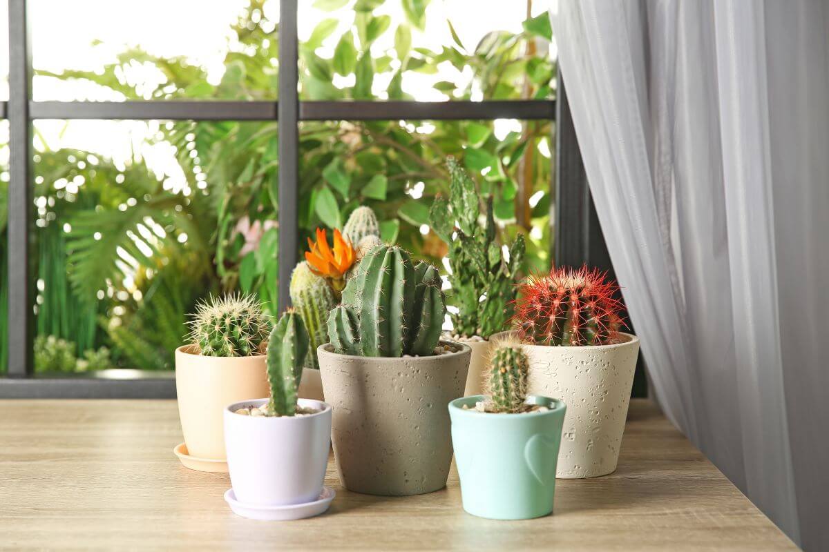 A collection of various cacti in different colored pots sits on a wooden table by the window.