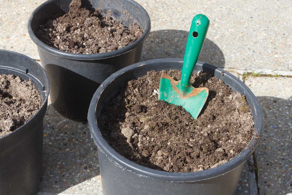 Three black plastic pots filled with soil are pictured, one containing a green garden trowel partially embedded in the dirt. 