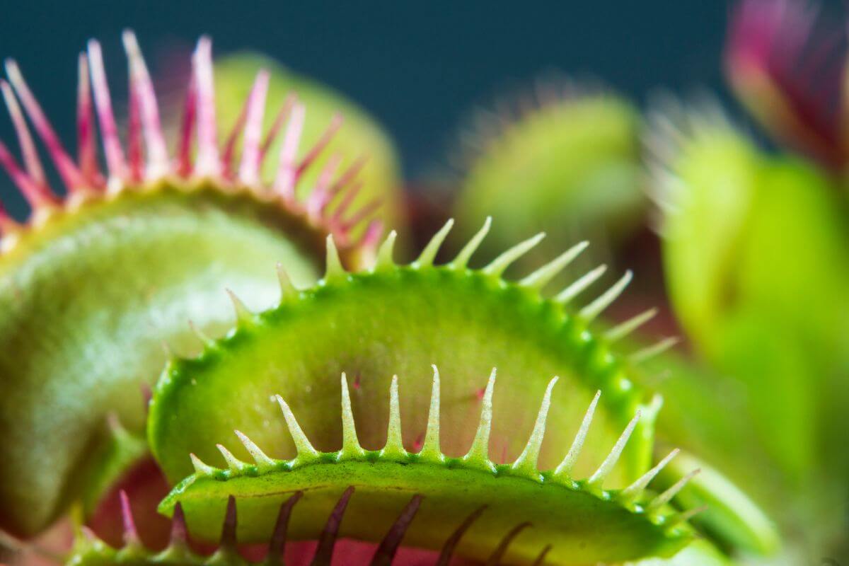 Close-up of a Venus flytrap showing its green, spiked lobes with pinkish edges.