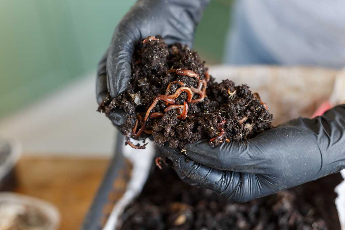 A person wearing black gloves holds a handful of moist, rich soil with several red worms, likely part of a composting or vermiculture process. 