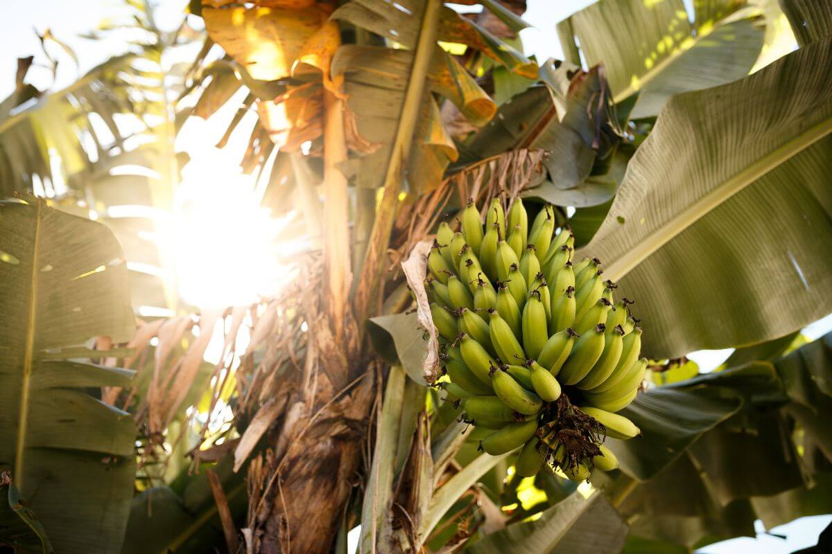 A bunch of green bananas hangs from a banana tree, surrounded by large green leaves.